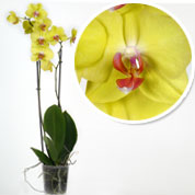 Orqudea borboleta Amarela, Phalaenopsis